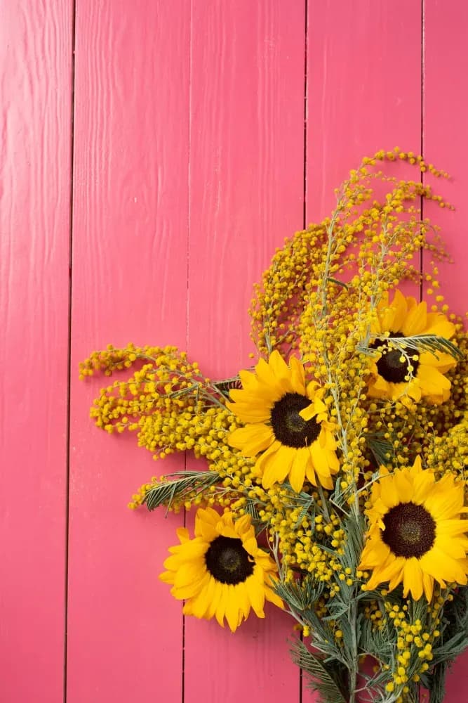 Girasoli