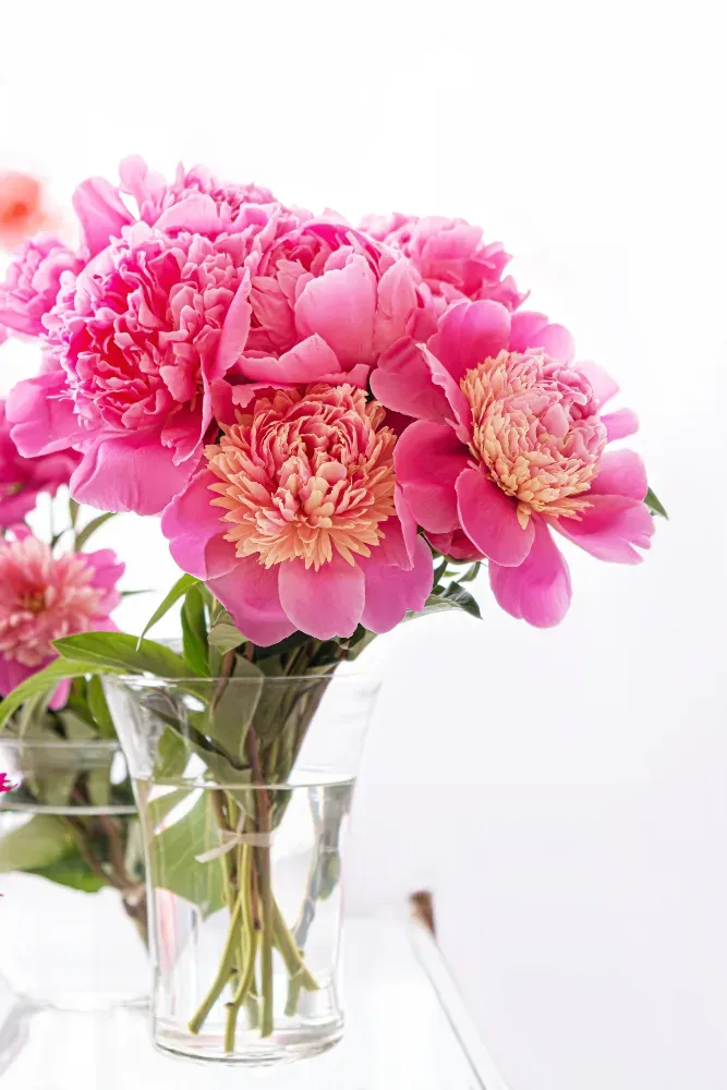 Peonie