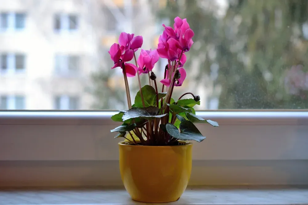 Pianta in vaso