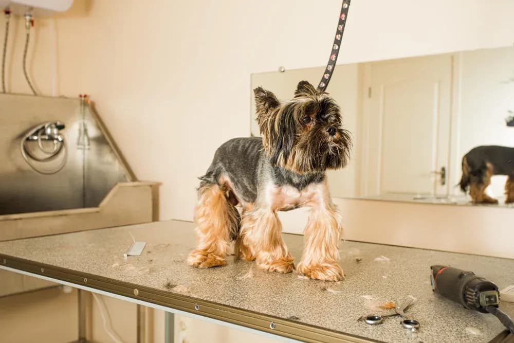 Vasca per il bagno degli animali
